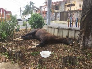 Cavalo Colina De Itapua