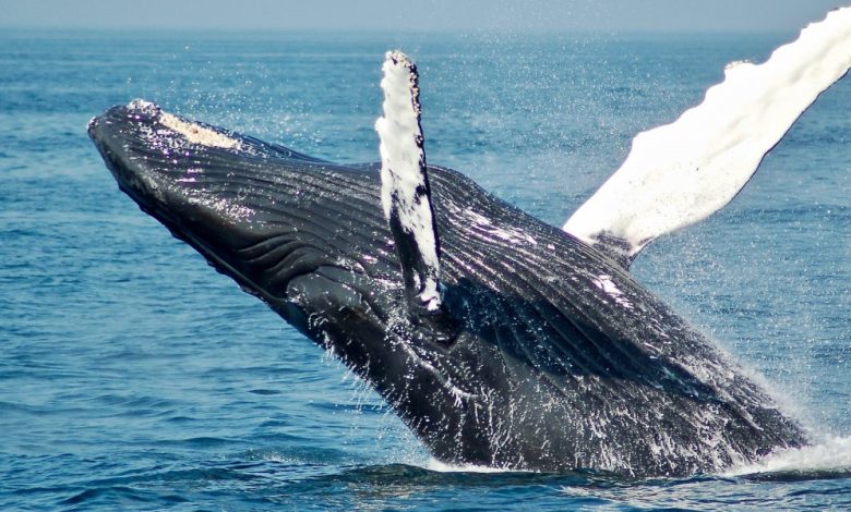 baleia jubarte itapua
