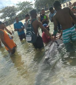 baleia