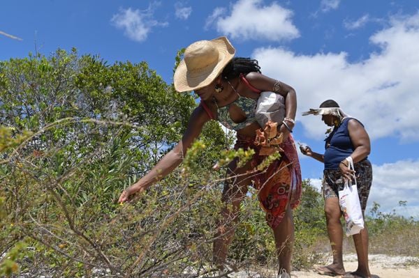 na trilha contato com diversas especies nativas da restinga 1942534 article