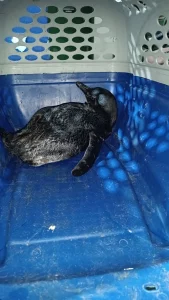 video pinguim e resgatado em praia de itapua0127349200202406052228 scaledownproportional