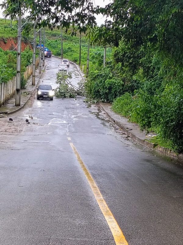 Após queda de árvore no KM 17, Prefeitura realiza limpeza emergencial na via