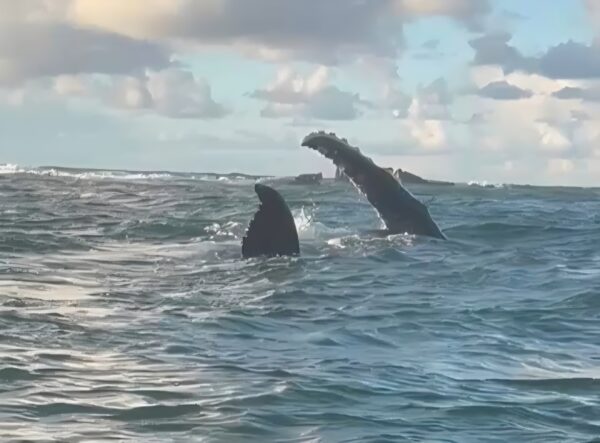Baleias-jubarte reaparecem no mar de Itapuã e emocionam praticantes de canoa havaiana