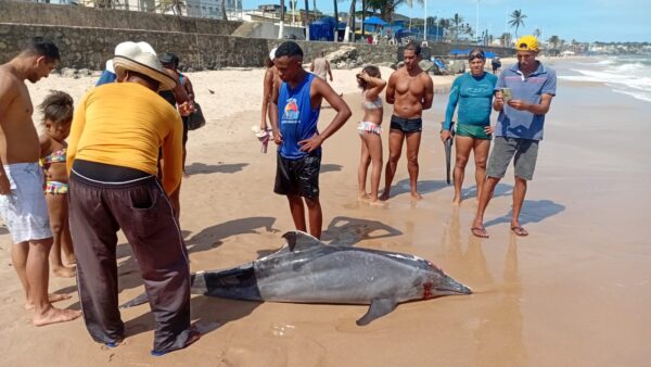 Golfinho é encontrado morto na praia de Itapuã, na região de Placafor